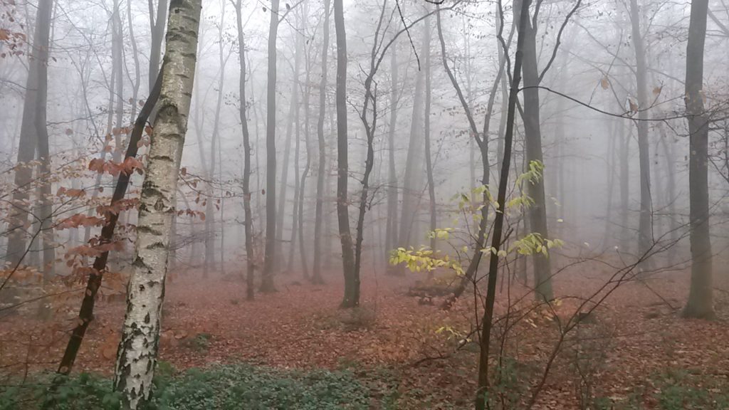 Trees in the forest