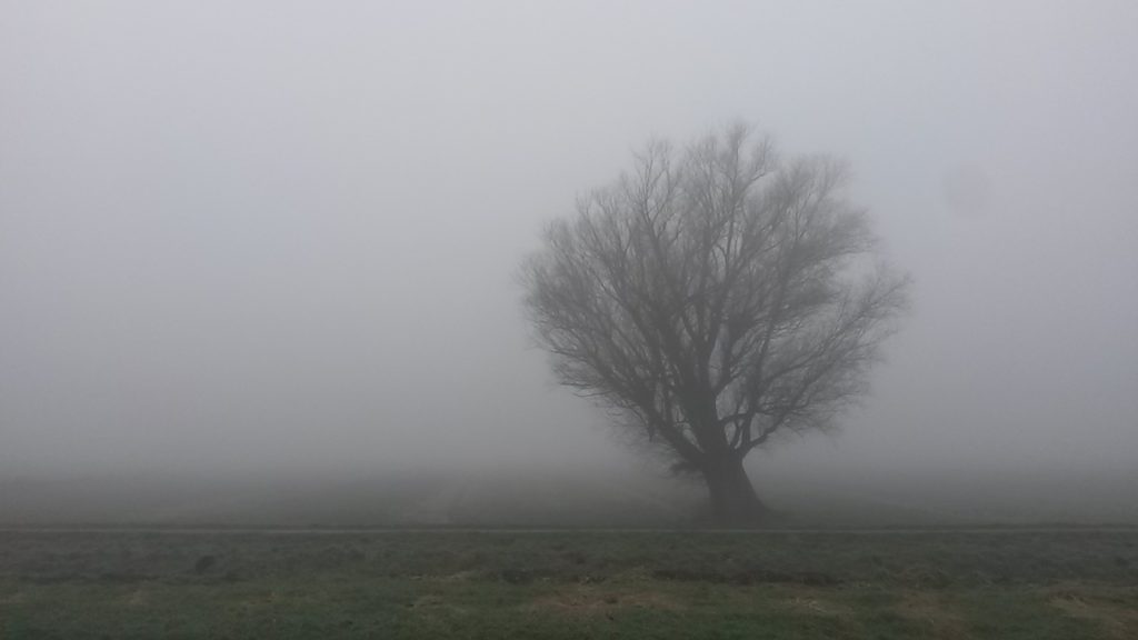 Lone tree in the fog