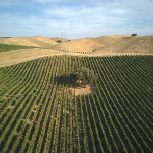 Photo of Vineyard, Oak Tree, Rolling Hills