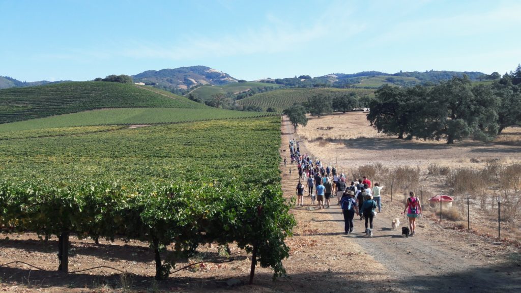 Hiking along vineyard