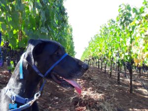 Katie the Great Dane in the Vineyard