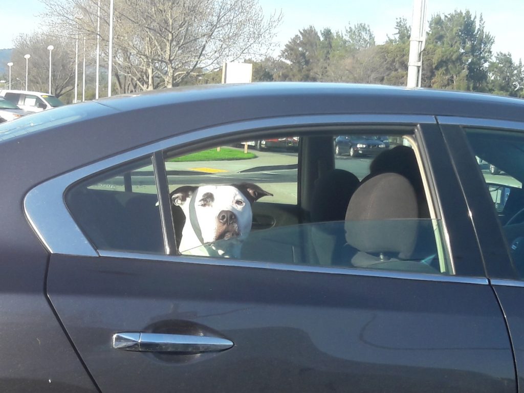 dog in car window