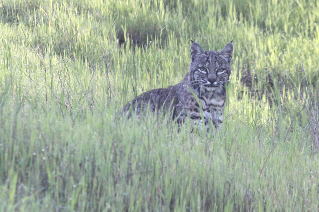 Bobcat