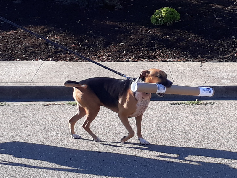 dog with big cardboard tube