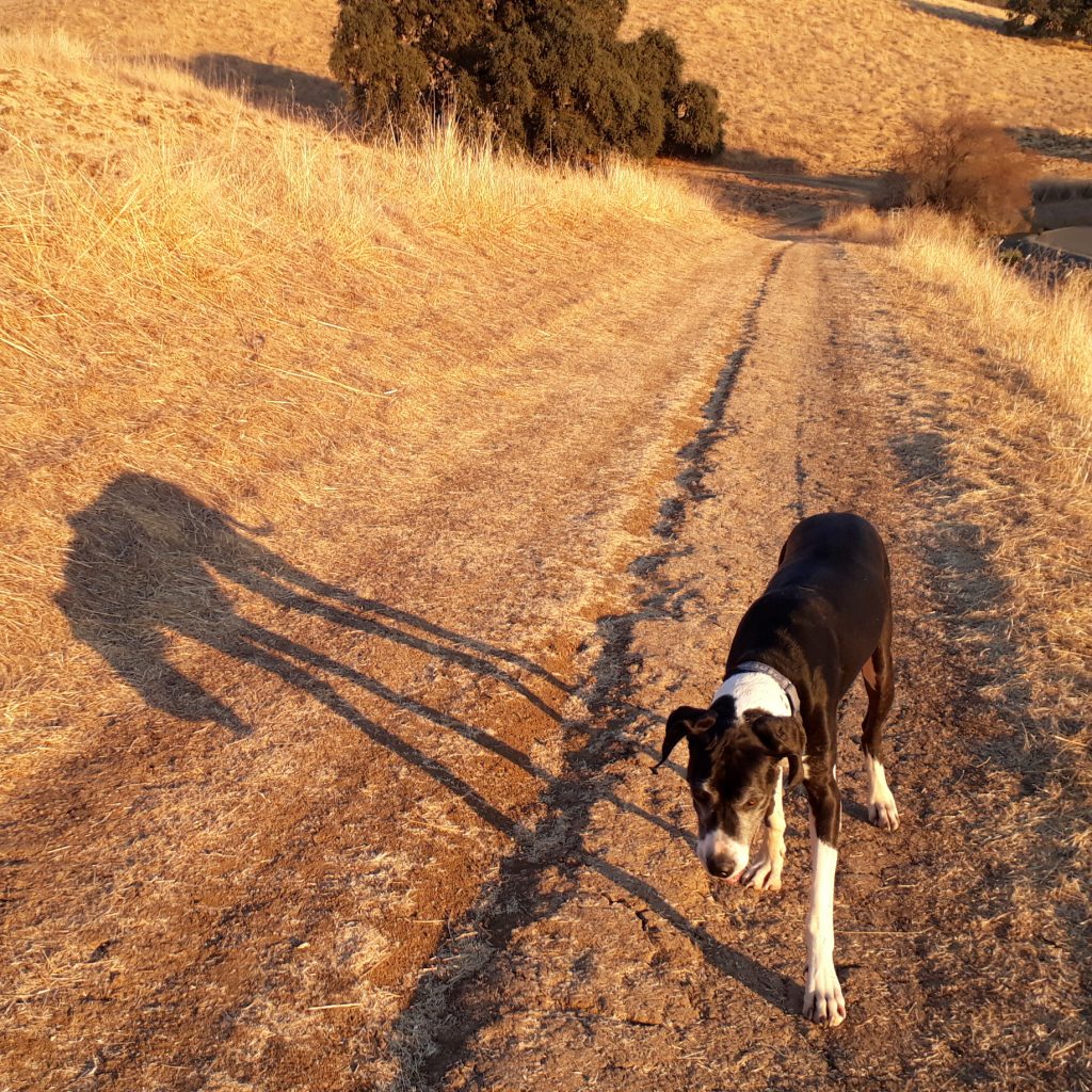 Katie the Great Dane walking along side her shadow