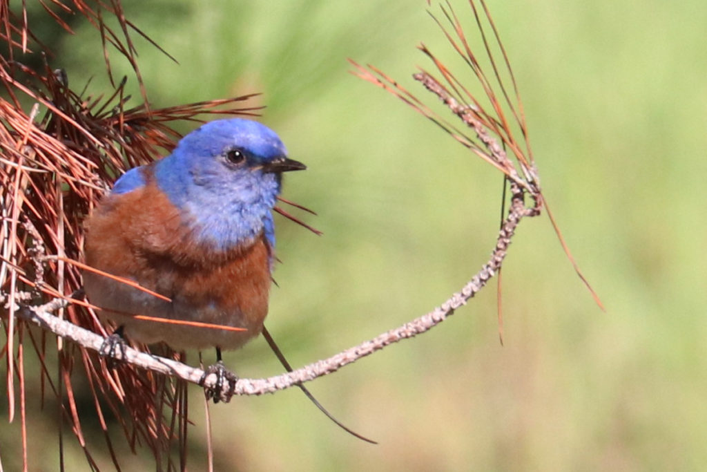 Western Bluebird