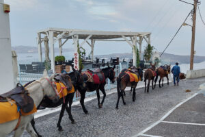 A man leads a string of 5 brown mules and one while mules along a cobblestone path. The sky is overcast.