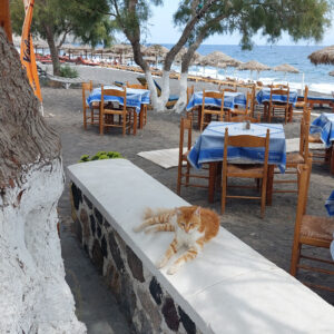 An orange and white cat sits on the white top of a short stone wall. Tables and chairs with blue tablecloths are in the background and some brown beach umbrellas are visible behind them. The sea and the sky peak through some tree limbs.