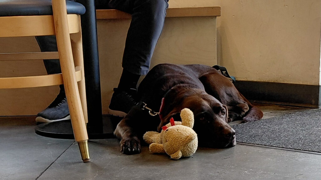 Photo of a chocolate lab lying on a concrete floor. There is a beige stuffed bear by its head. The feet and lower legs on its owner are visible in the photo.