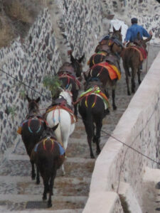 A man leads 8 or 9 mules down a path with stone walls on each side of the path.