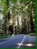 Avenue of the Giants